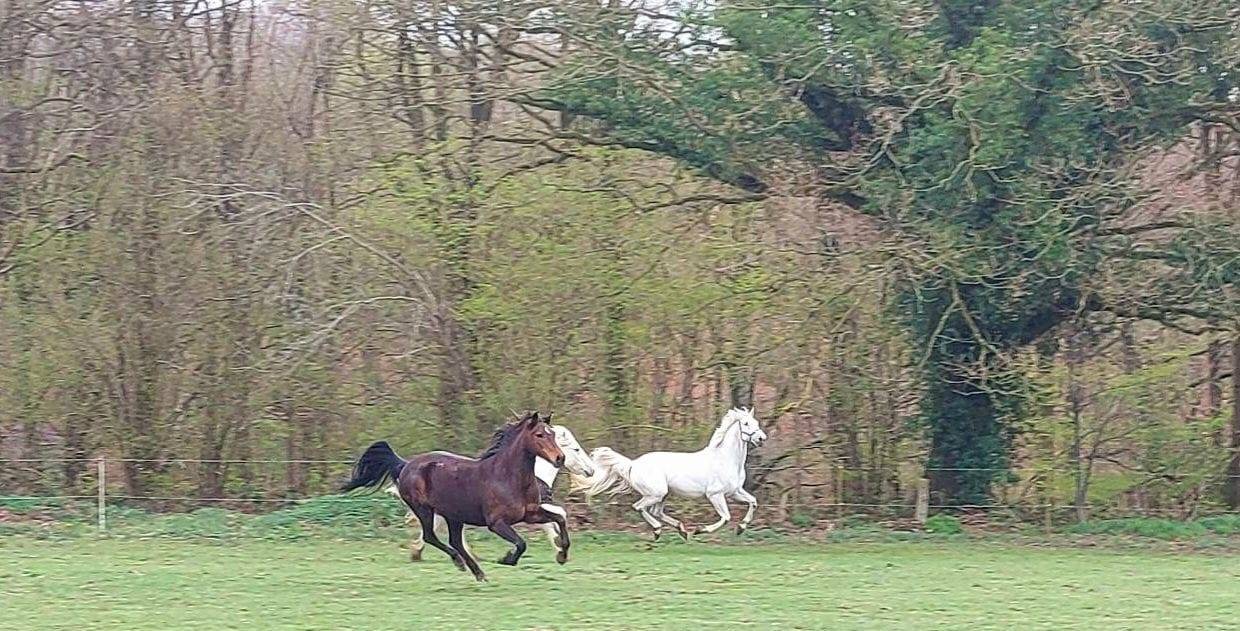 Easy et Vigor dans le pré. - Activité Normandie Seine-Maritime la ferme éducative El rancho