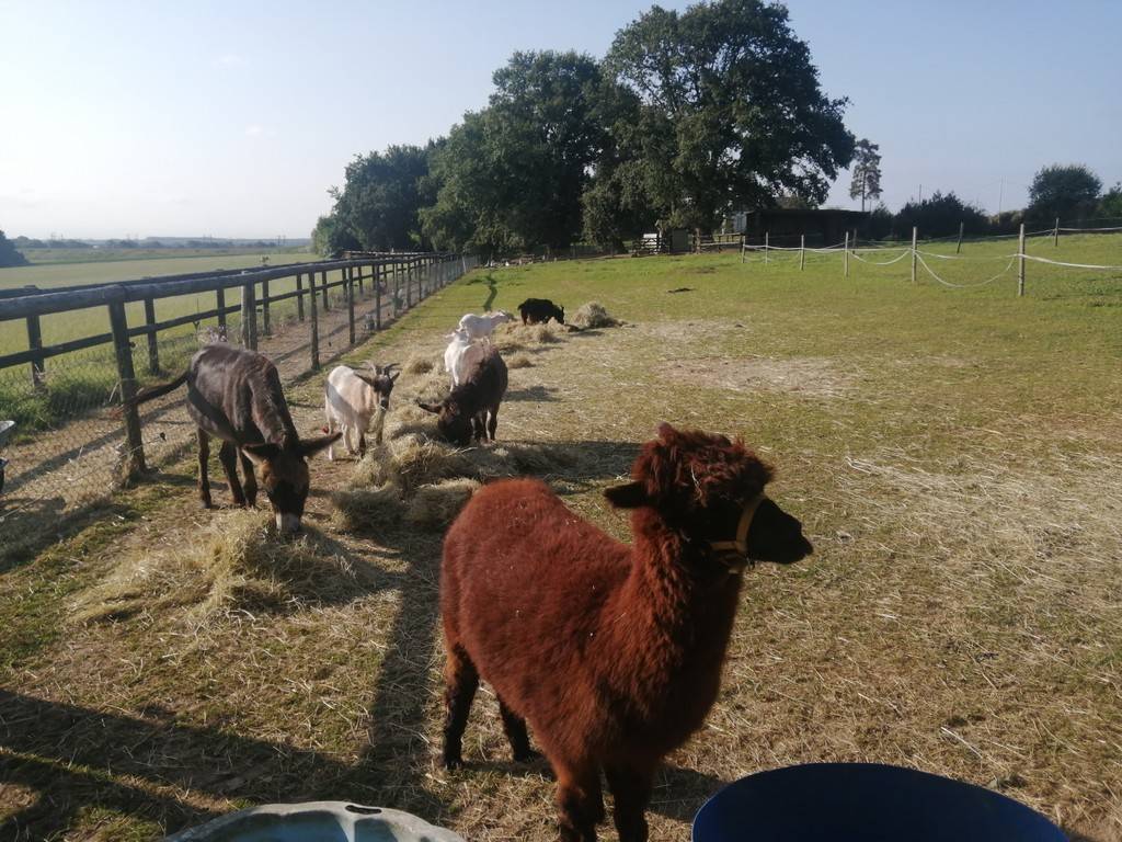 Une partie de la mini ferme - Activité Bretagne Ille-et-Vilaine Accueil au refuge de la fontaine