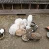 Les lapins cochon d'inde avec un intrus "l'agneau orphelin"  -  Accueil social Accueil au refuge de la fontaine (Bretagne, Ille-et-Vilaine)