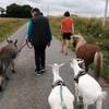 Balade avec chouchou, loulous et les biquets -  Accueil social Accueil au refuge de la fontaine (Bretagne, Ille-et-Vilaine)
