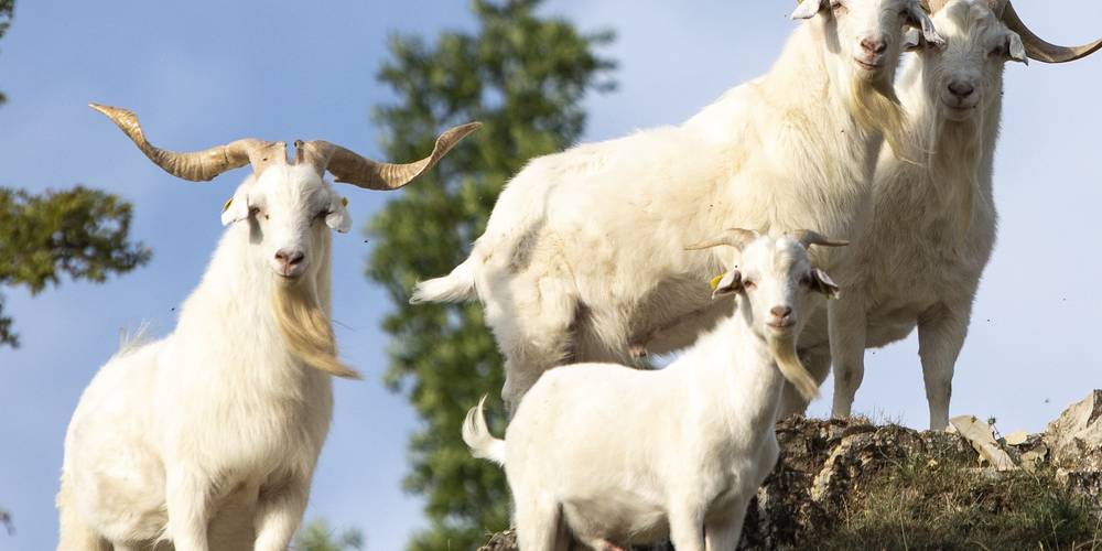 Boucs cachemire -  LA FERME DE LA MONTAGNE (Provence-Alpes-Côte d’Azur, Hautes-Alpes)