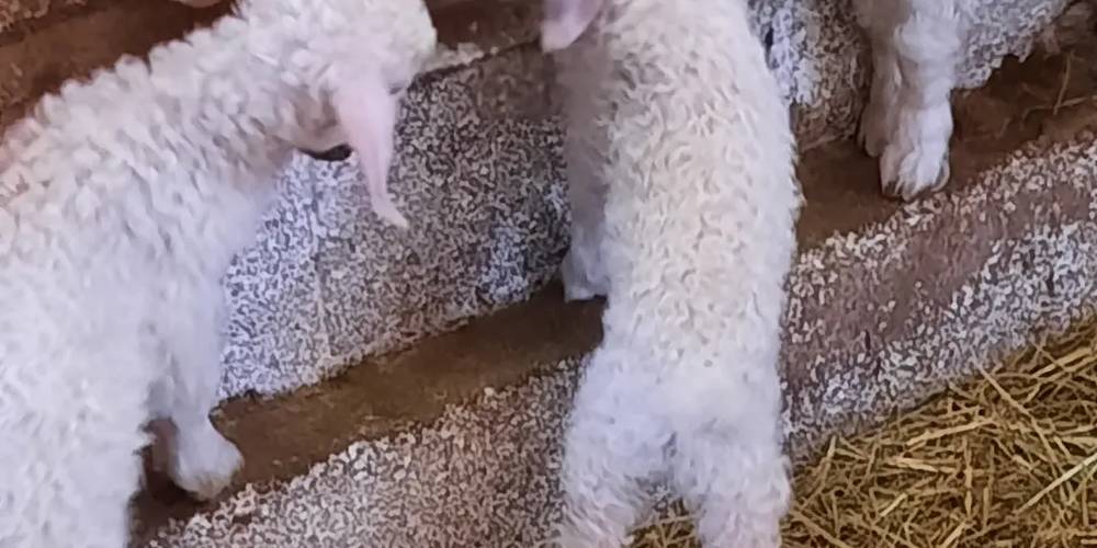  LA FERME DE LA MONTAGNE (Provence-Alpes-Côte d’Azur, Hautes-Alpes)