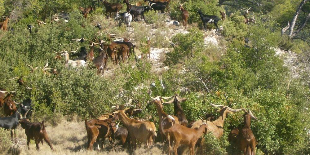  HAMEAU DE LA JACOURELLE (Provence-Alpes-Côte d’Azur, Bouches-du-Rhône)