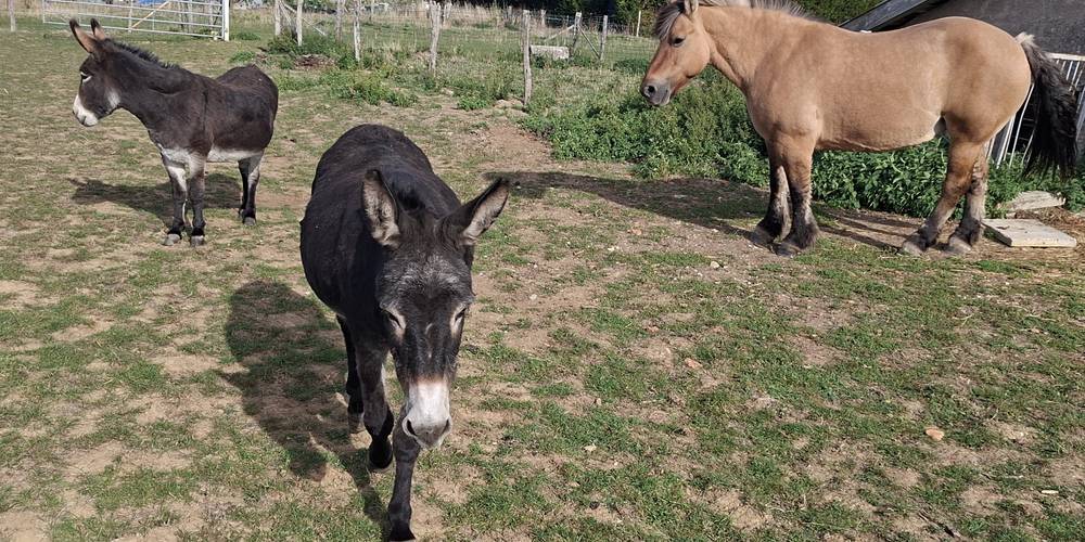 Les animaux de la ferme -  GITE DES 3 SUISSESSES (Grand Est, Vosges)