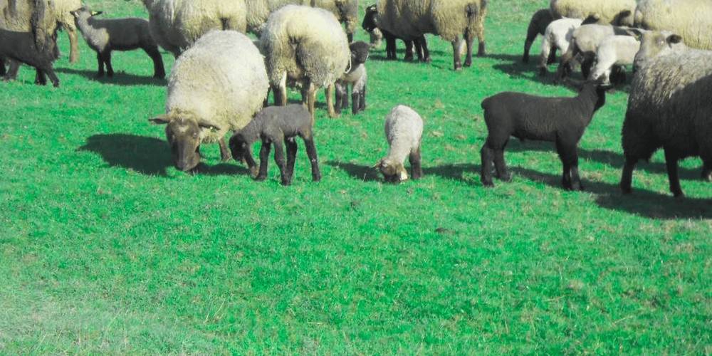 Les moutons de la ferme -  GITE DES 3 SUISSESSES (Grand Est, Vosges)