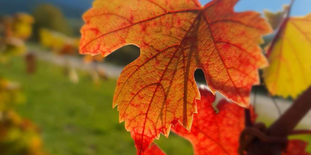  LA POULÂNERIE (Auvergne-Rhône-Alpes, Isère)
