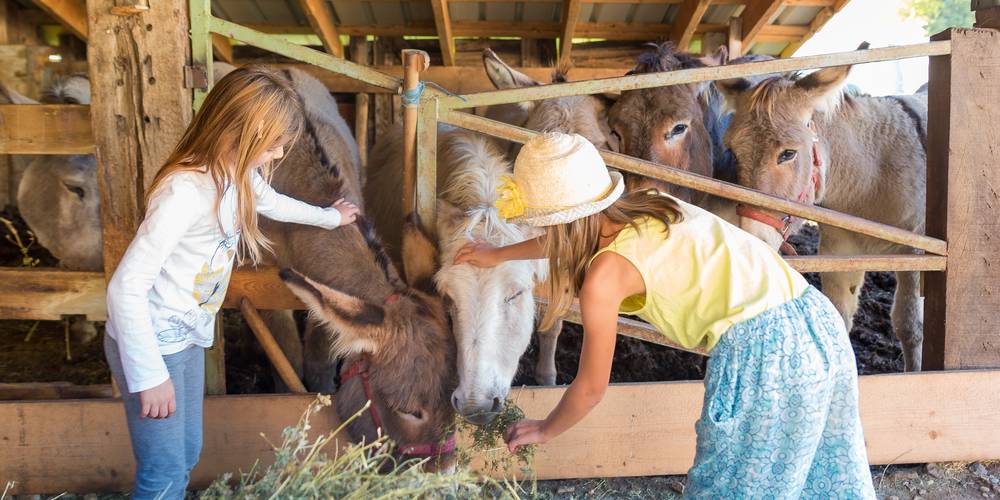 Les ânes de la Poulânerie : câlinothérapie ! -  LA POULANERIE - accueil paysan en dans le Trièves (Auvergne-Rhône-Alpes, Isère)