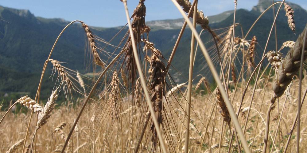  CRIS-CATH, A LITTLE CORNER OF PARADISE! (Auvergne-Rhône-Alpes, Isère)