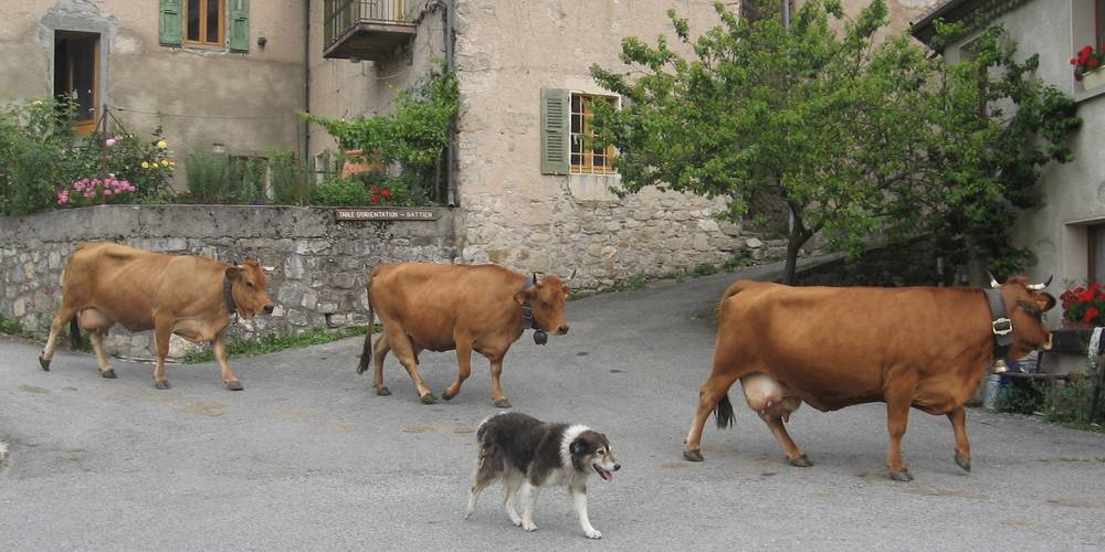  CRIS-CATH, A LITTLE CORNER OF PARADISE! (Auvergne-Rhône-Alpes, Isère)