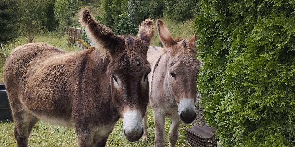  CRIS-CATH, A LITTLE CORNER OF PARADISE! (Auvergne-Rhône-Alpes, Isère)