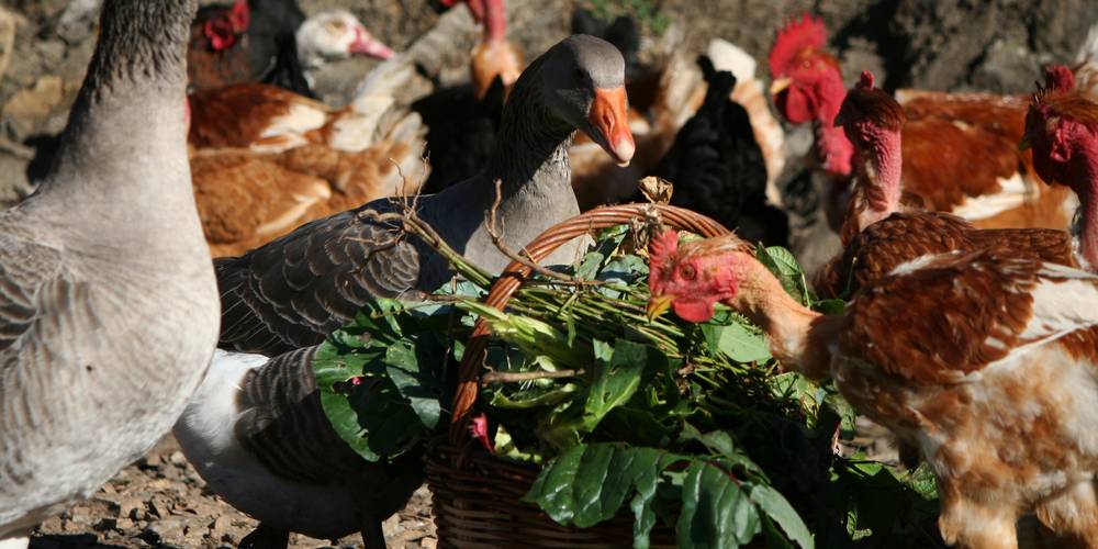  CRIS-CATH, A LITTLE CORNER OF PARADISE! (Auvergne-Rhône-Alpes, Isère)