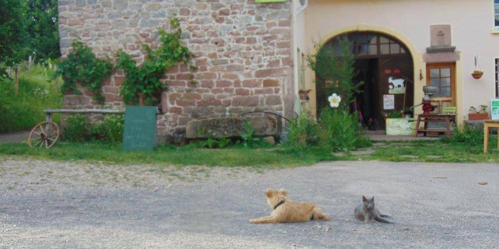  BABEL MAGALI AND DAMIEN (Grand Est, Vosges)