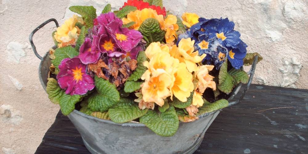  isabelle moulinet (Pays de la Loire, Maine-et-Loire)