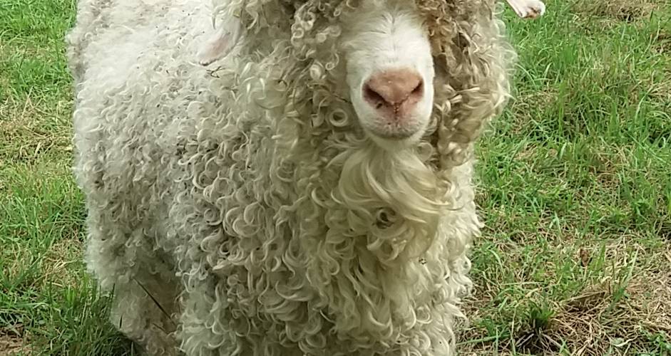 Bouc Angora produisant du mohair -  Nat'Mohair (Hauts-de-France, Nord)
