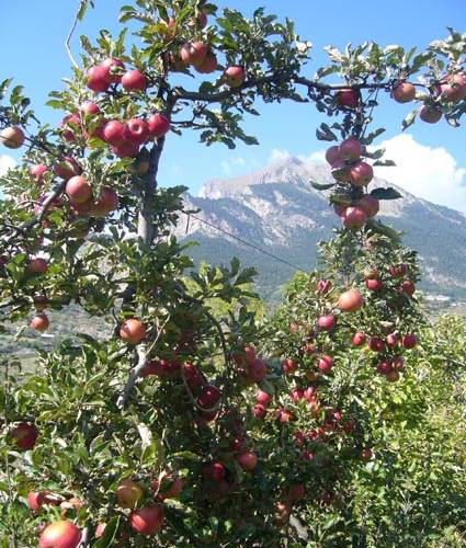  LA CIVADILLE - FARM CAMPING (Provence-Alpes-Côte d’Azur, Hautes-Alpes)