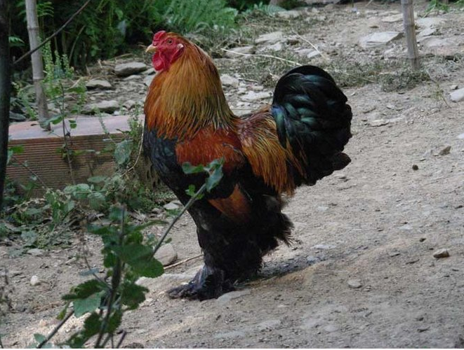le coq -  L'Aulne d'Alune (Auvergne-Rhône-Alpes, Ardèche)