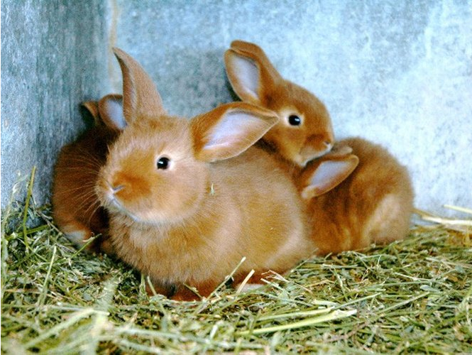 petits lapins -  L'Aulne d'Alune (Auvergne-Rhône-Alpes, Ardèche)