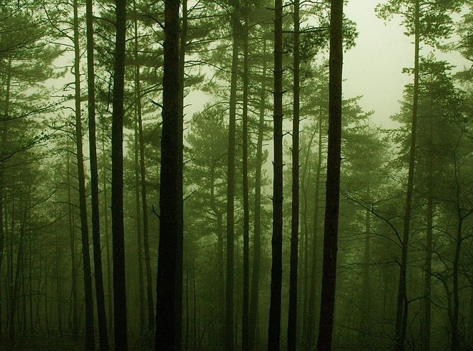 la forêt -  L'Aulne d'Alune (Auvergne-Rhône-Alpes, Ardèche)