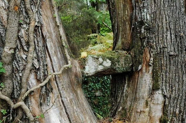 le siège du berger -  L'Aulne d'Alune (Auvergne-Rhône-Alpes, Ardèche)