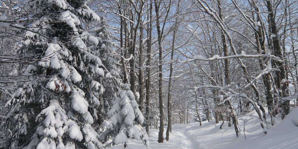 Sentier d'accès hiver -  Sur Laisia (Bourgogne-Franche-Comté, Jura)