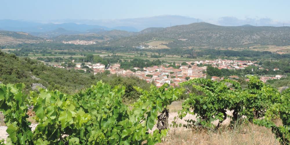 Balade dans vignes et oliviers vue d'Estagel -  DOMAINE PONS GRALET (Occitanie, Pyrénées-Orientales)
