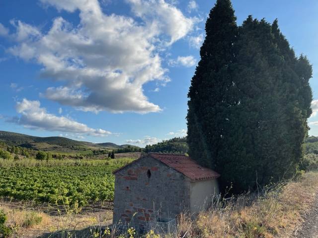 casot dans les vignes -  DOMAINE PONS GRALET (Occitanie, Pyrénées-Orientales)