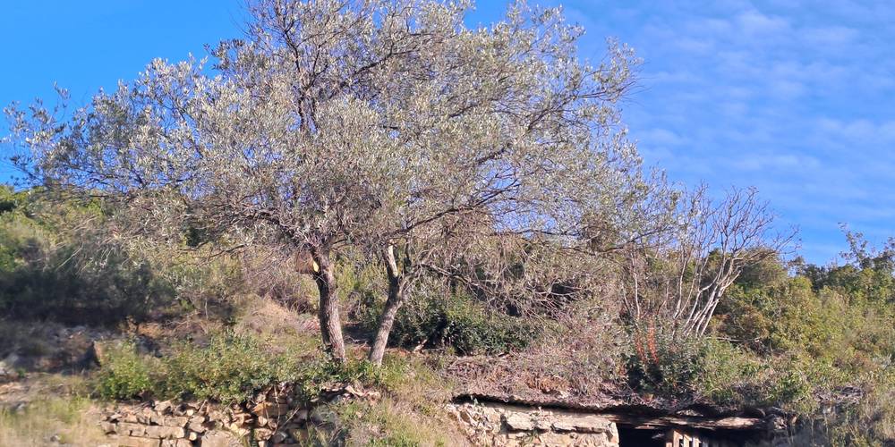 olivier -  DOMAINE PONS GRALET (Occitanie, Pyrénées-Orientales)