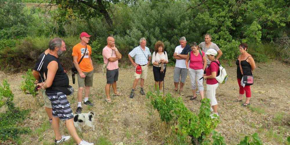 groupe en balade -  DOMAINE PONS GRALET (Occitanie, Pyrénées-Orientales)