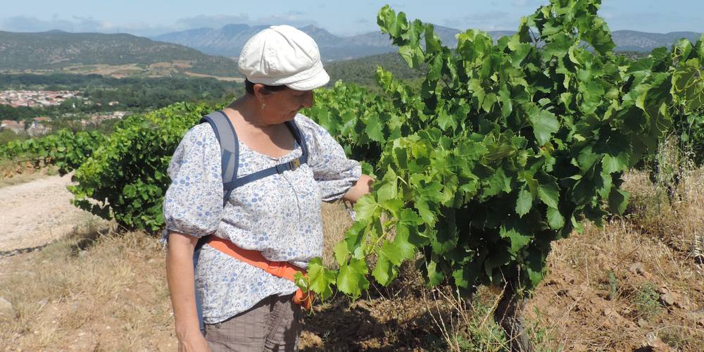 Hélène, guide dans les vignes et oliviers -  DOMAINE PONS GRALET (Occitanie, Pyrénées-Orientales)