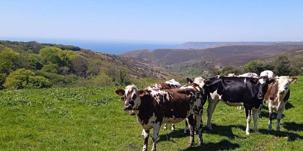 Nos génisses à l'herbe -  Les petites centaurées (Normandie, Manche)