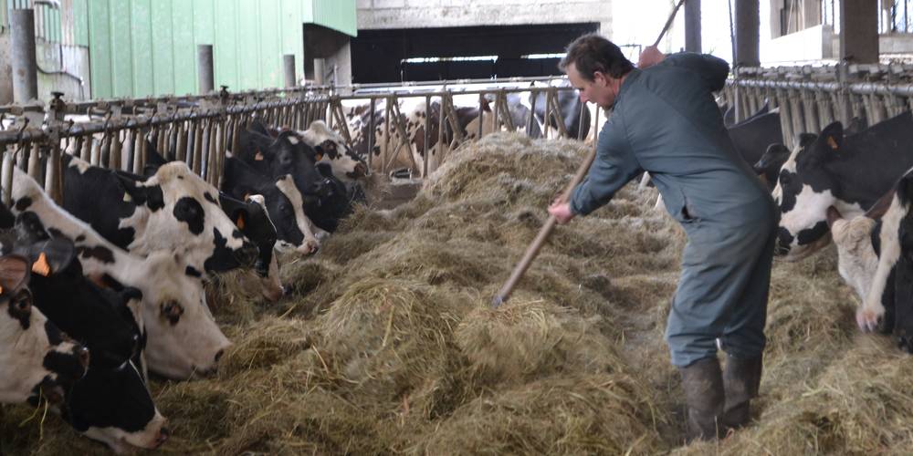 Nos vaches nourries au foin séché en grange l'hiver -  Les petites centaurées (Normandie, Manche)