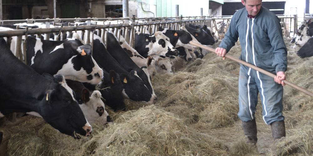  Les petites centaurées (Normandie, Manche)