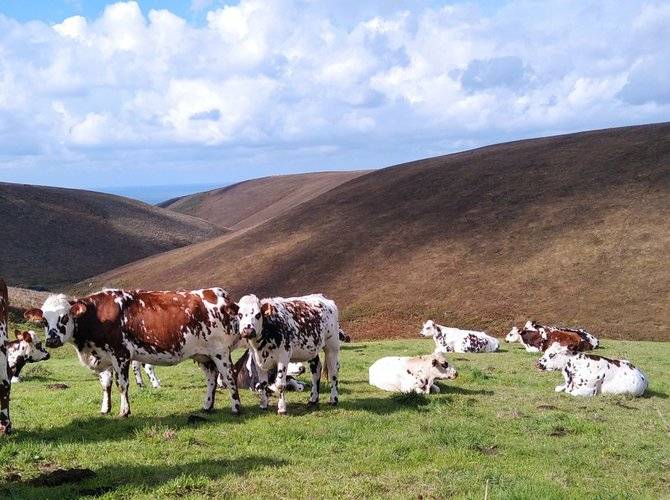 Nos génisses dans les landes -  Les petites centaurées (Normandie, Manche)