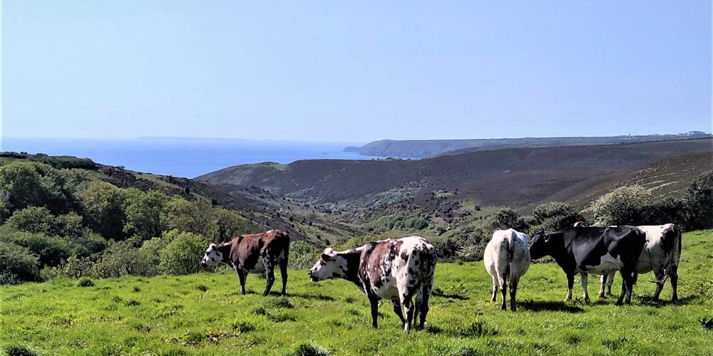  Les petites centaurées (Normandie, Manche)