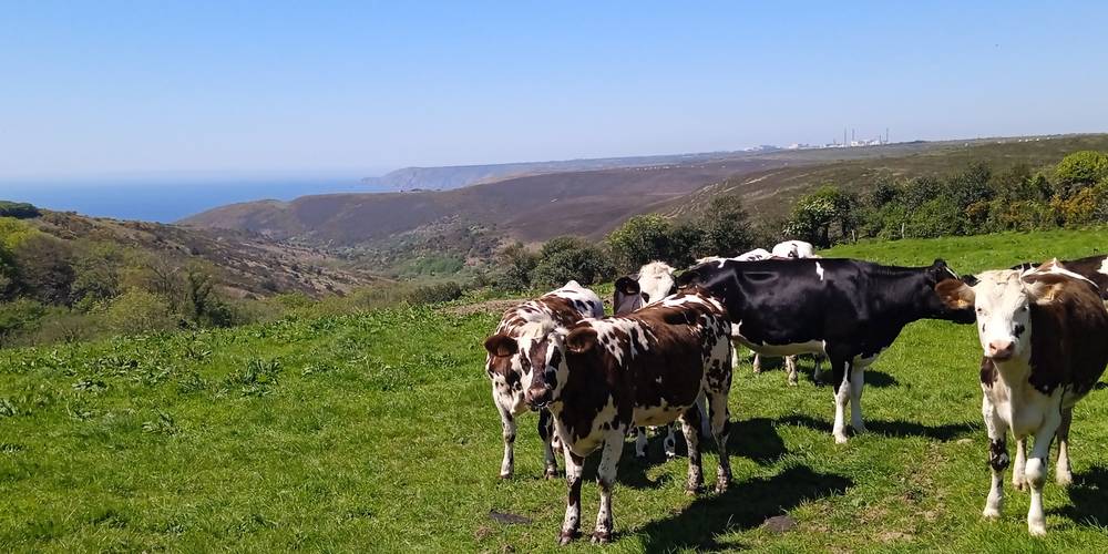 Nos génisses au pâturage -  Les petites centaurées (Normandie, Manche)
