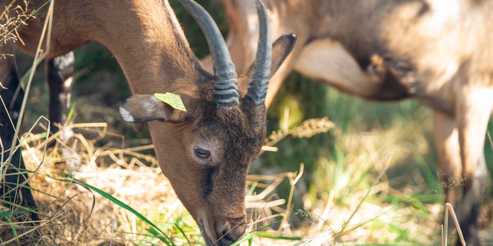  FERME DES PLACES (Centre-Val de Loire, Cher)