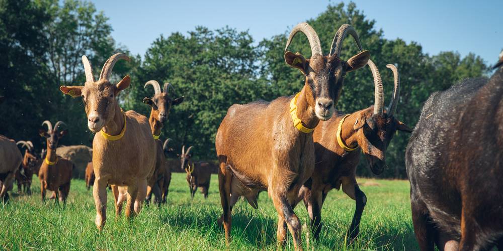 FERME DES PLACES (Centre-Val de Loire, Cher)