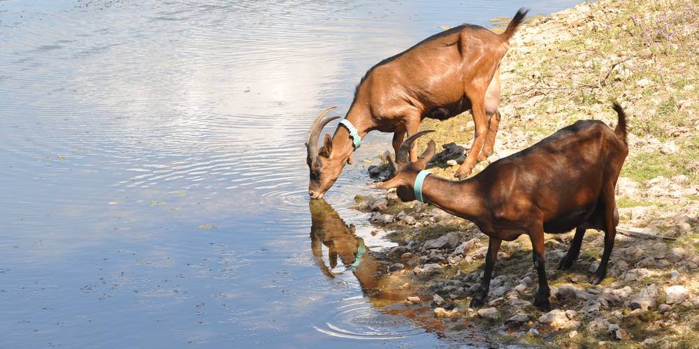  FERME DES PLACES (Centre-Val de Loire, Cher)