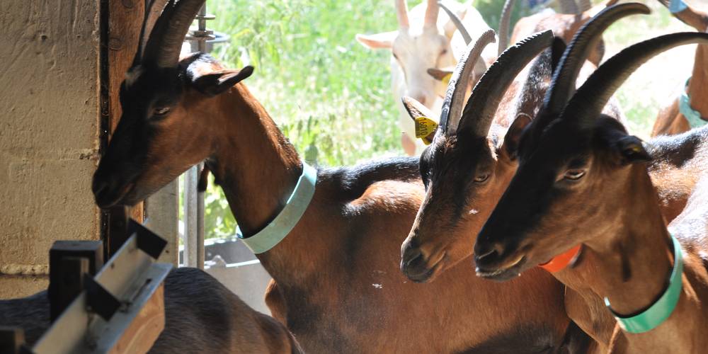  FERME DES PLACES (Centre-Val de Loire, Cher)