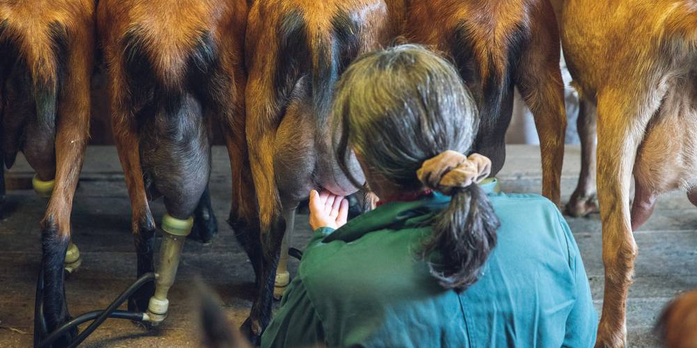  FERME DES PLACES (Centre-Val de Loire, Cher)