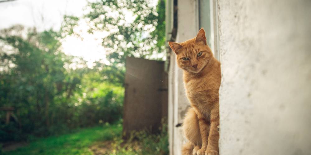  FERME DES PLACES (Centre-Val de Loire, Cher)