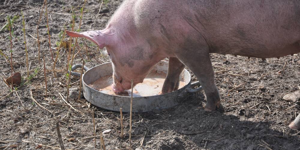 FERME DES PLACES (Centre-Val de Loire, Cher)
