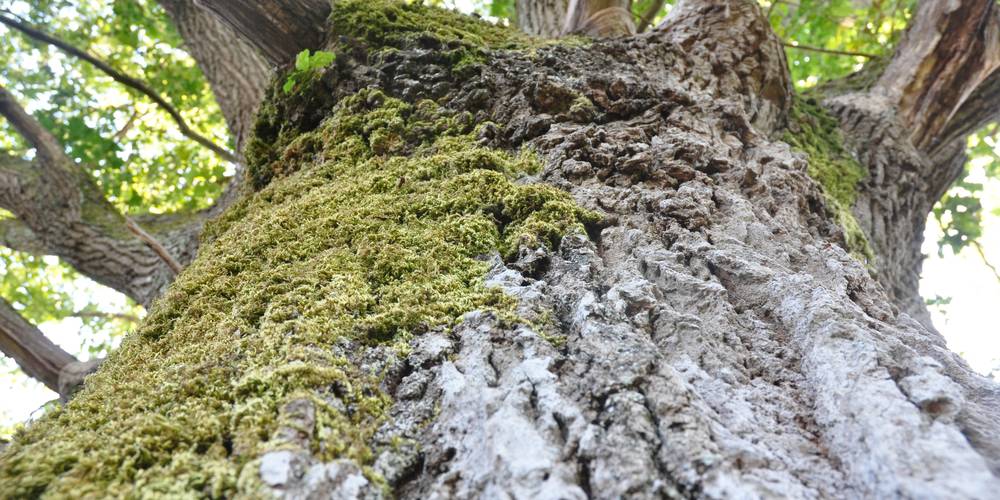  FERME DES PLACES (Centre-Val de Loire, Cher)