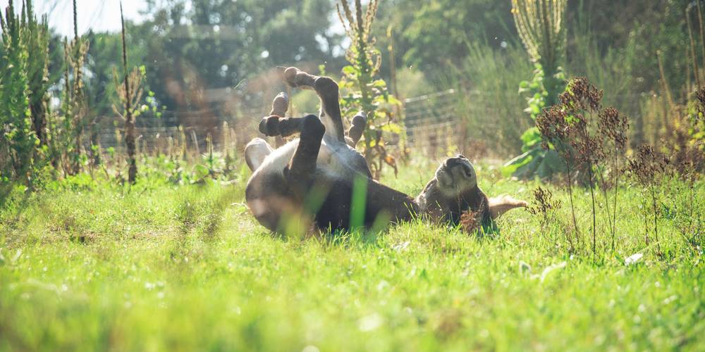  FERME DES PLACES (Centre-Val de Loire, Cher)