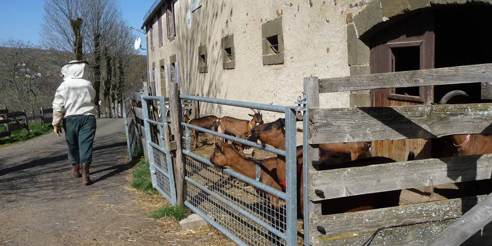  La ferme d'Elisariane (Auvergne-Rhône-Alpes, Cantal)