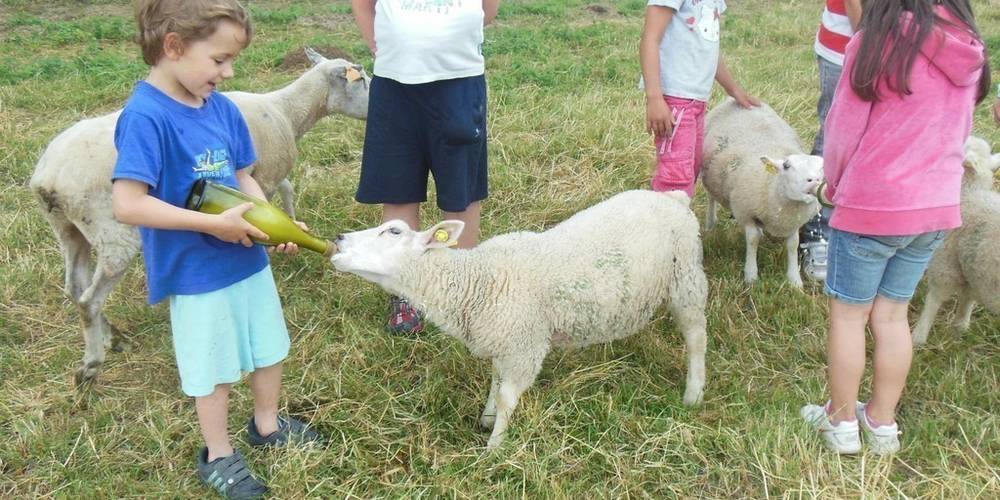  Les sabots de laine (Nouvelle-Aquitaine, Haute-Vienne)