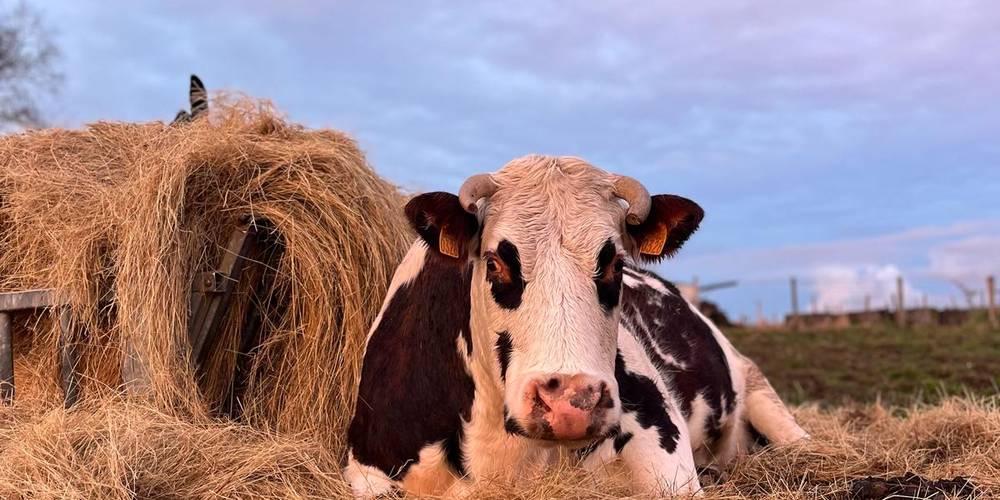  Les sabots de laine (Nouvelle-Aquitaine, Haute-Vienne)