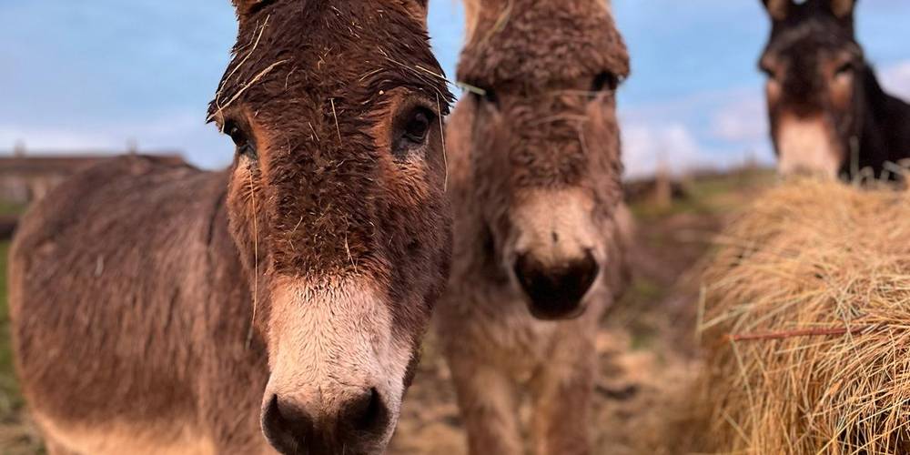  Les sabots de laine (Nouvelle-Aquitaine, Haute-Vienne)