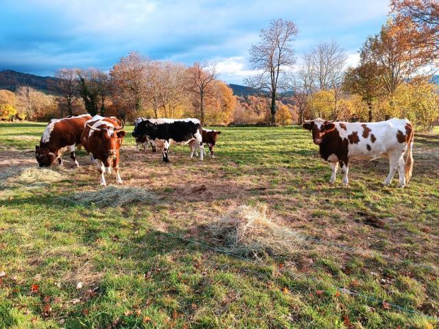 Vaches de race Ferrandaise (race locale protégée) -  La Table de Vailhac (Auvergne-Rhône-Alpes, Haute-Loire)