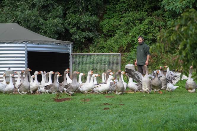 David et les oies -  La Table de Vailhac (Auvergne-Rhône-Alpes, Haute-Loire)